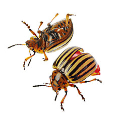Colorado beetles. Pests of agriculture. Isolated on white.