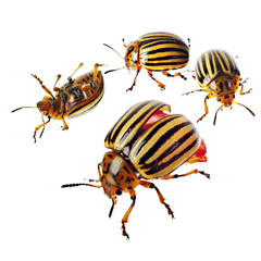 Colorado beetles. Pests of agriculture. Isolated on white.