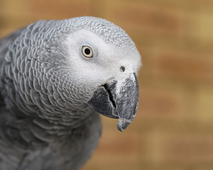 A grey parrot