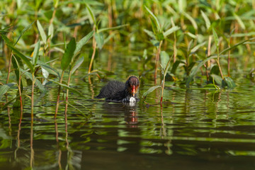 Common coot