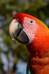 Portrait of sitting yellow breast Ara. (Ara ararauna).
