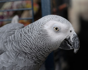 A grey parrot
