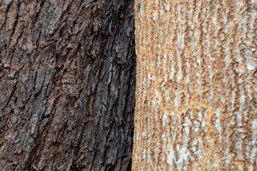 the bark of a tree two