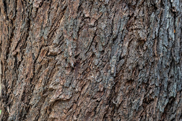 the bark of a tree