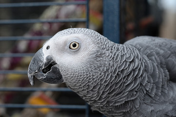 A grey parrot