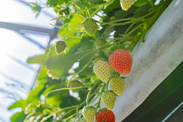 いちご農家のビニールハウス