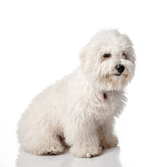 Bichon Frise puppy. Overgrown, not trimmed, without grooming. Bichon is isolated on a white background. White shaggy dog