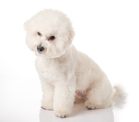 Bichon Frise puppy. Bichon is isolated on a white background. White dog. Bichon after grooming