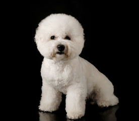 Fototapeta premium Bichon is isolated on a black background. Bichon Frise puppy. White dog. Bichon after grooming