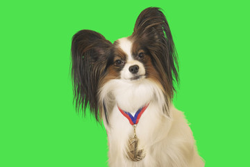 Beautiful dog Papillon with medal for first place on the neck on green background