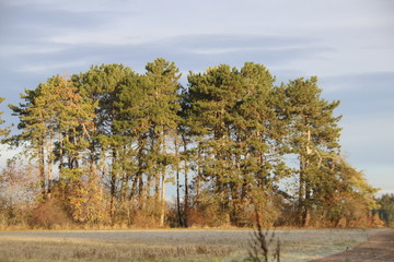 Landschaft im Herbst, Herbstmotiv