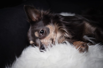 Hund Chihuahua liegt in seinem schwarzen körbchen mit Lammfell und schaut verschlafen mit...