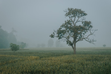 a single tree on paddy rice fields at misty morning
