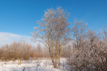 plants in winter