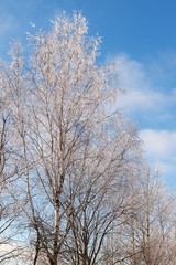 deciduous trees under snow