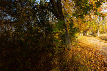 Beautiful autumn landscape. Colorful autumn trees. Sunrise in autumn.