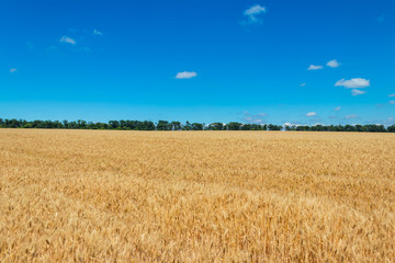 Field of ripe golden wheat