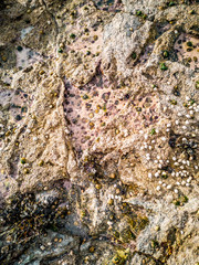 Rare Dinosaur footprint representing a large track with sharply tapering, narrow toes and elongated hypices of a sauropod at the the sauropod-dominated tracksite from Rubha nam Brathairean, Brothers