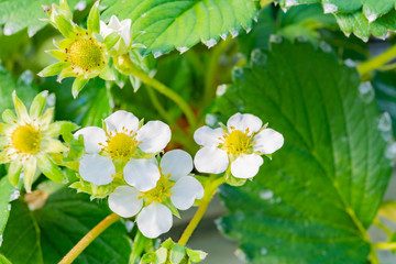 いちご農家のビニールハウス