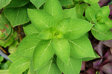 Close up Hydrangea flower