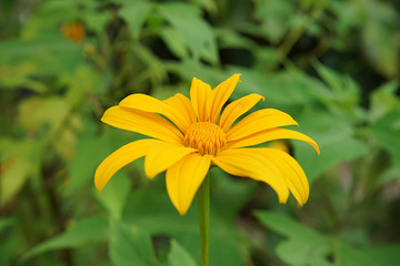 Yellow Mexican sunflower