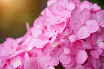 Close up Hydrangea flower