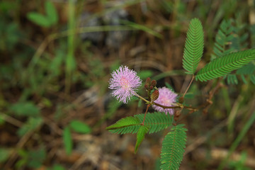 sensitive plant, sleepy plant