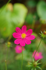 Obraz premium Close up cosmos flower.