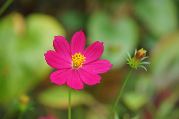 Close up cosmos flower.