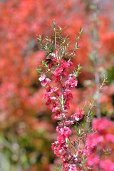 Manuka Tea-tree、Broom Teatree.(Leptospermum scoparium J. R. Forst. et G. Forst.) 
