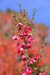 Manuka Tea-tree、Broom Teatree.(Leptospermum scoparium J. R. Forst. et G. Forst.) 