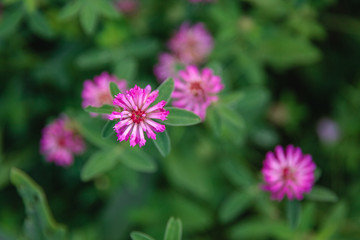 Fototapeta premium blooming red clover (Trifolium pratense) and green grass close-up. Pink clover flowers in spring. Floral background.