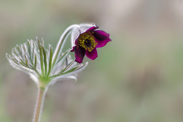 Background for a greeting card with a spring flower.