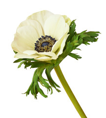 White anemone flower