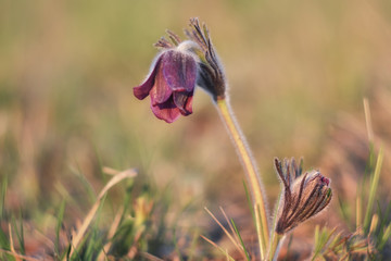 Pulsatilla vulgaris blooms in the meadow