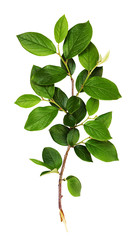 Fototapeta na wymiar Fresh branch with green leaves