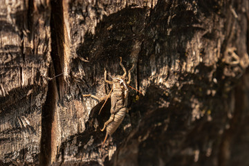 molted casing of a large insect on trunk of tree in summer