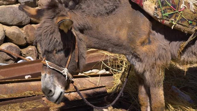 Steady, closeup, exterior shot of mule standing in front of stone wall. Shakes his head.
