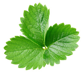 Strawberry leaf isolated on white