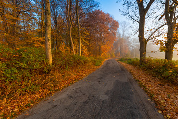 Beautiful autumn landscape. Autumn, fall landscape. Tree with colorful leaves.