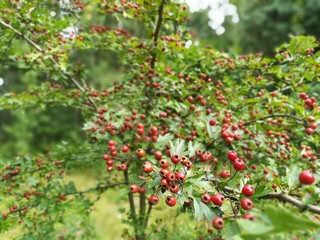 Obraz premium red berrry