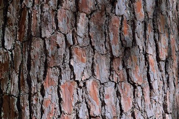 Pine skin texture, at Wuling Farm, Taiwan
