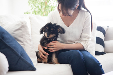 女性とソファーの上で戯れる子犬