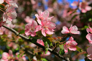 Fototapeta na wymiar Branches of apple tree with beautiful pink flowers