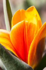 orange Tulip