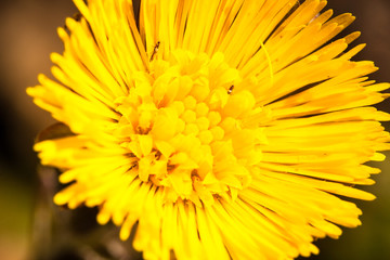 yellow flower with insects