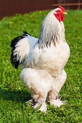 rooster on green field