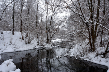 Winter forest in the Noth of Russia