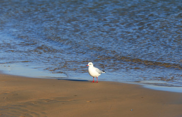 The seagulls are walking by the sea