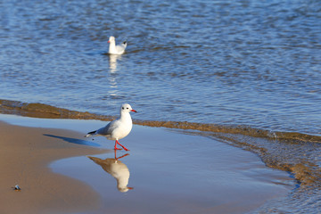 Fototapeta na wymiar The seagulls are walking by the sea
